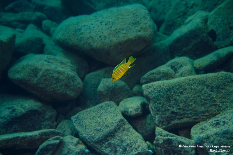 Maylandia sp. 'kingsizei lupingu' Cape Kaiser
